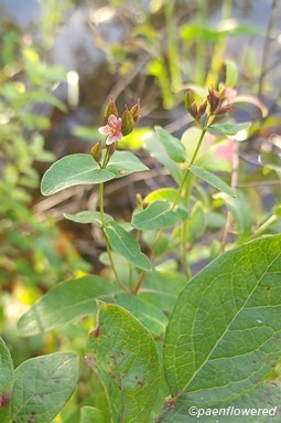 Flowers and seed pods